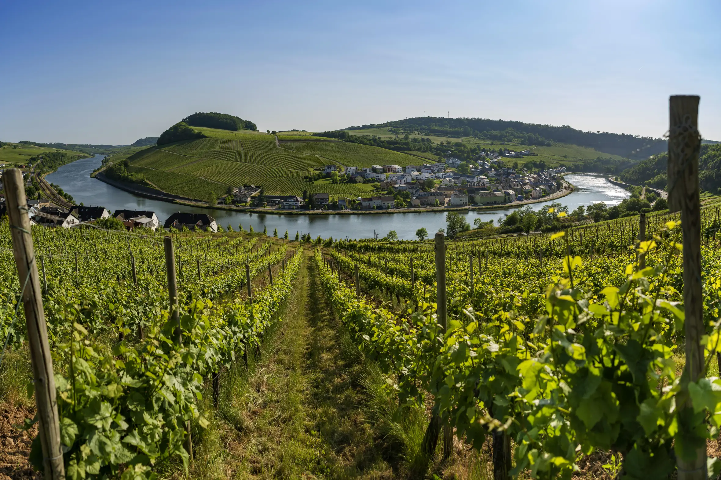 A large vineyard in the foreground overlooking the Moselle river and a small town.