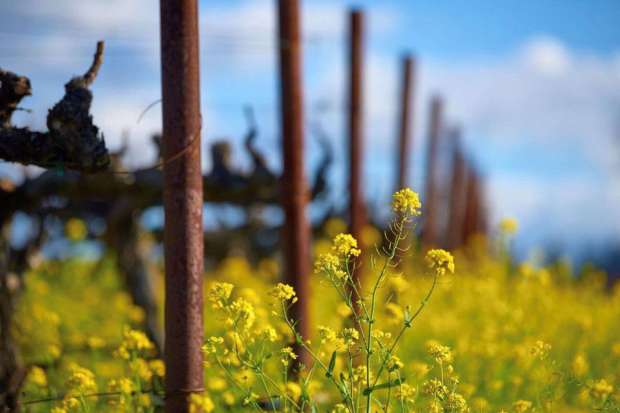 A St. Helena estate at 1010 Big Tree Road that once housed the Charles Shaw Winery is listed for $35 million. (Daniel Wilson)