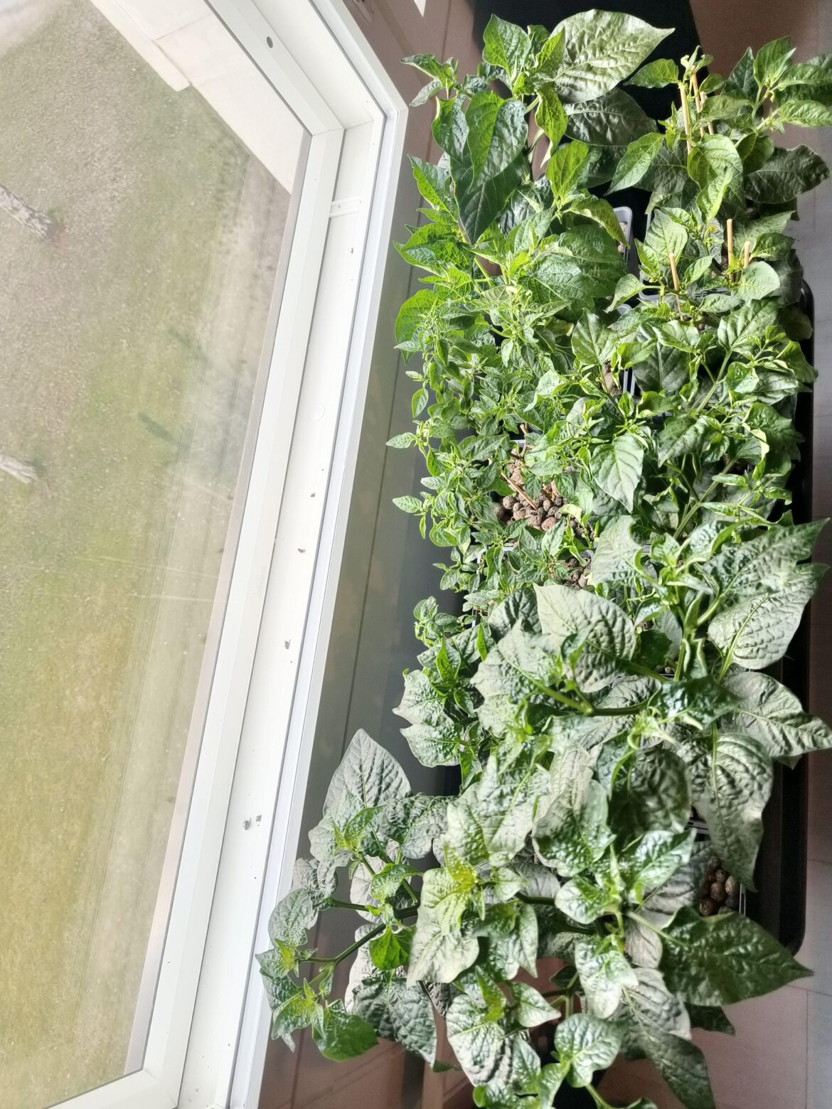 These chilies have gotten super bushy lately!