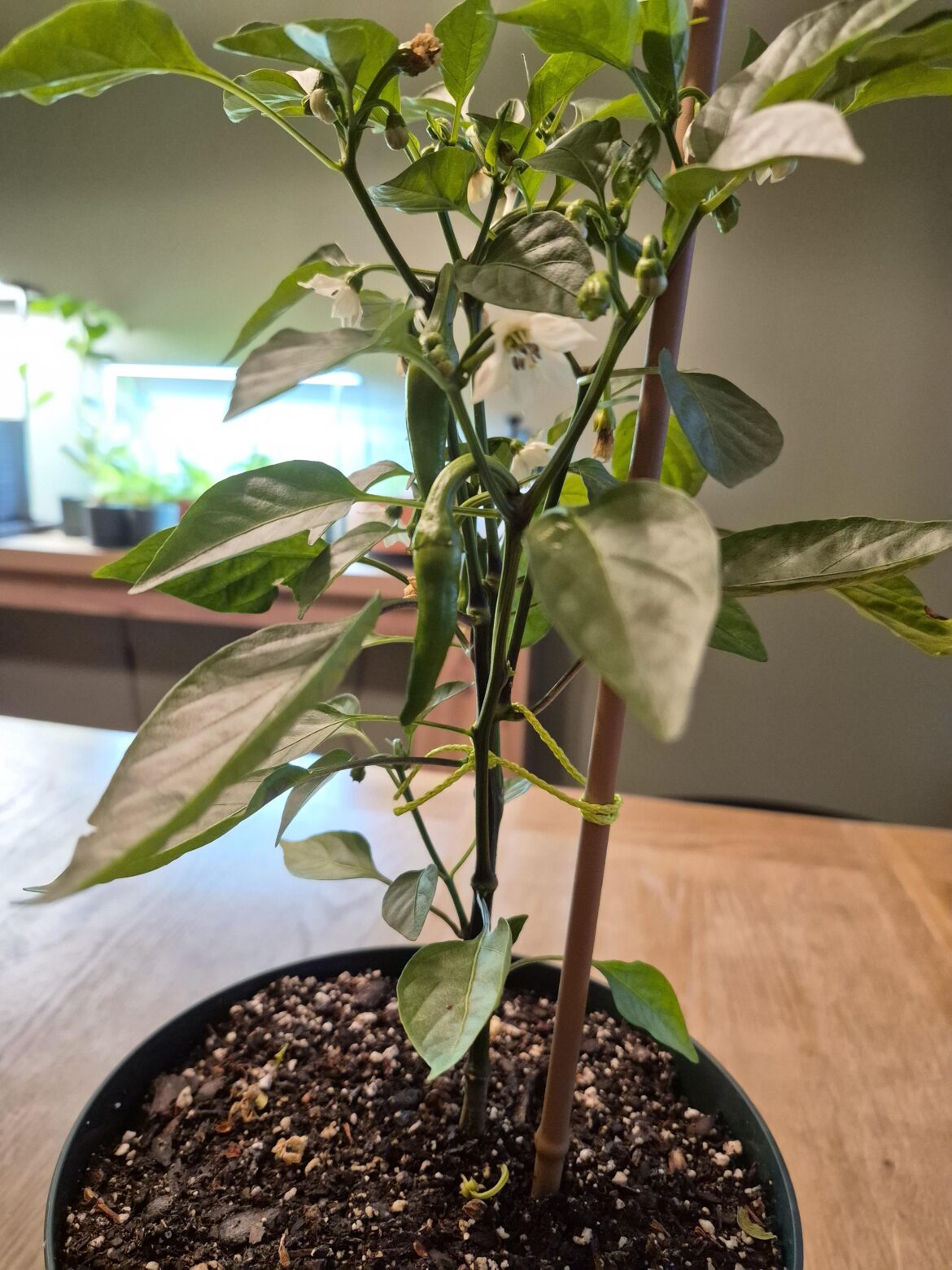 Making Jimmy Nardello proud.