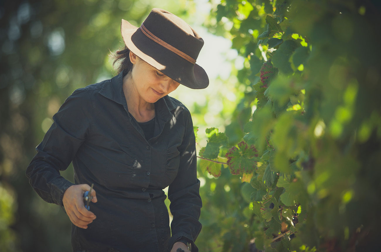 Laura Catena at harvest time