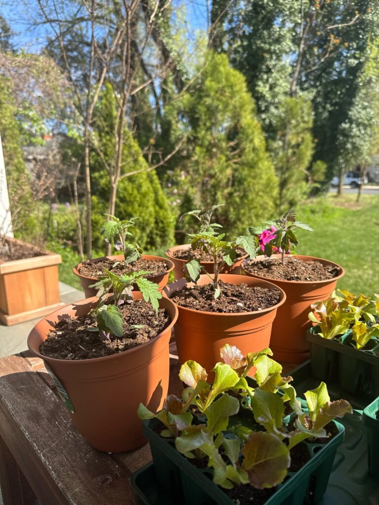 Tomato question Tomato question