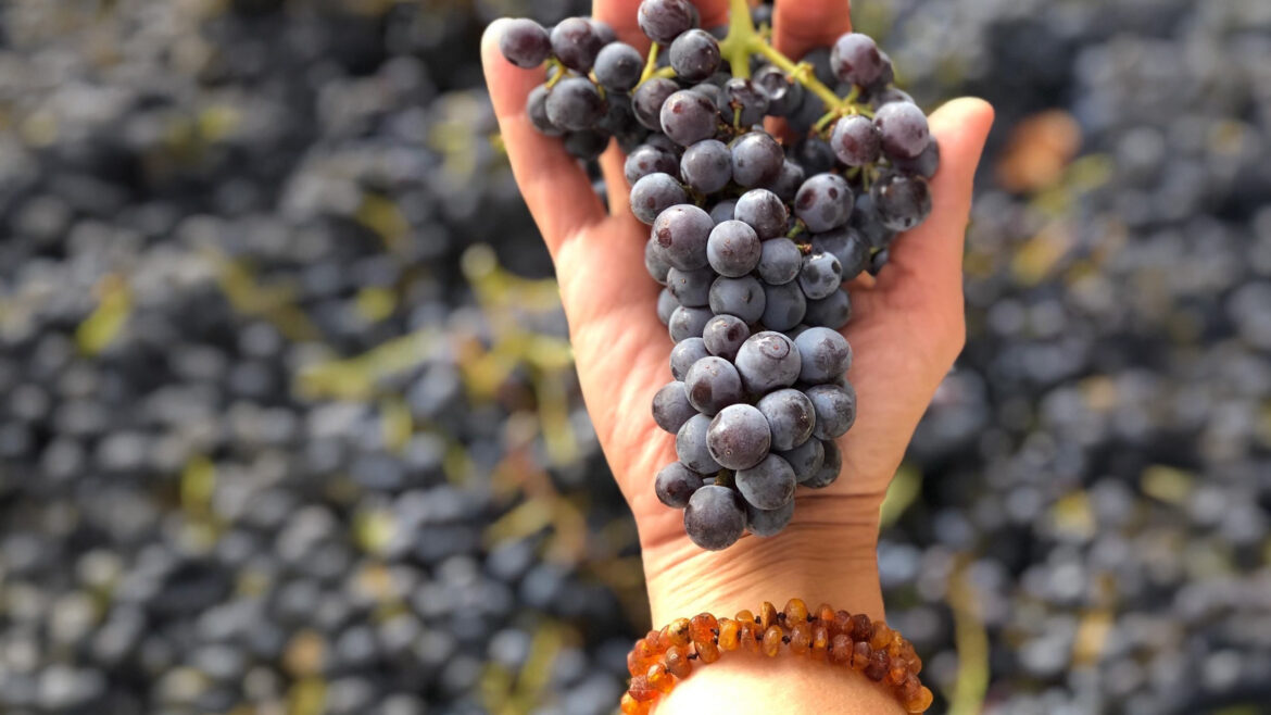 California Grenache Embraces Its Yin : Vinography