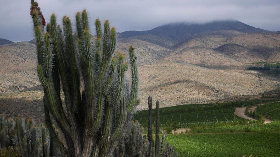 In the Glass: Viña Tabalí from Chile's Limarí Valley