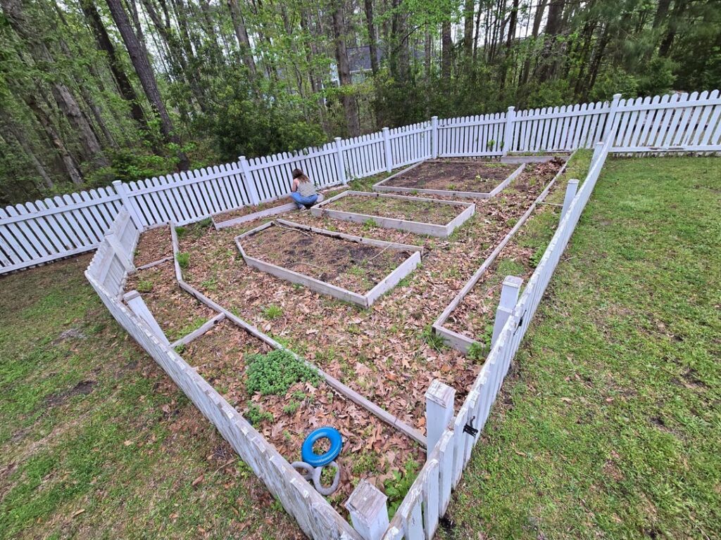 Trying to reclaim overgrown raised beds