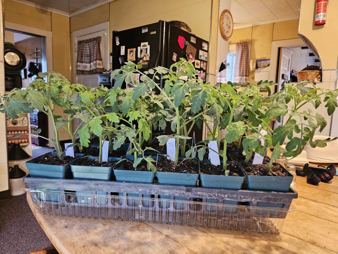My tomatoes are almost growing too well. These are less than 4 weeks old, and I still have another month before they can go in the garden.