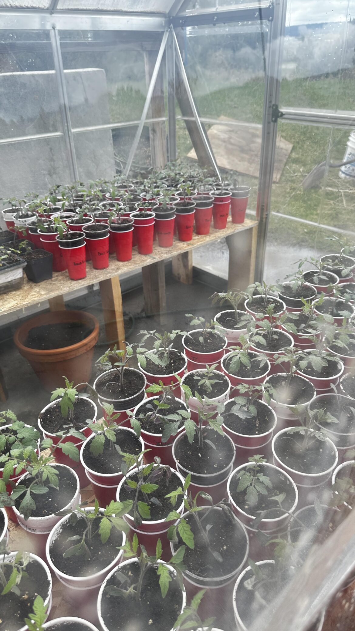 All out tomatoes dropped below freezing last night in the greenhouse any chance they can be saved