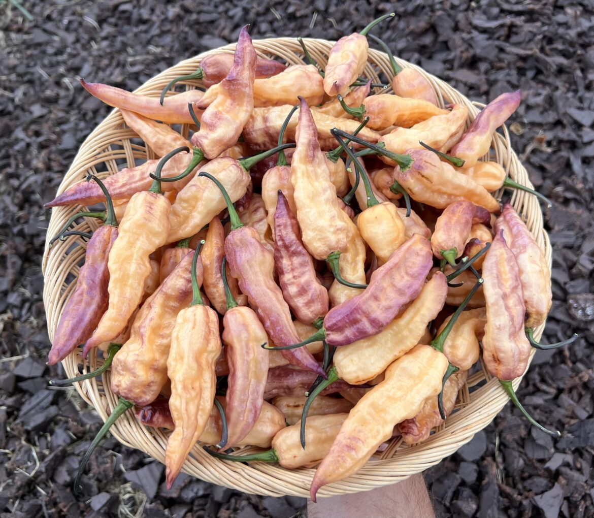 THANOS. All caps for expression. These peppers are amazing.