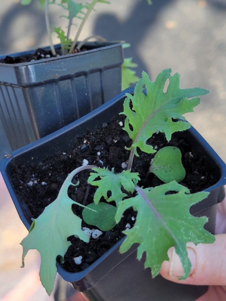 These popped up in my winter sowing containers.