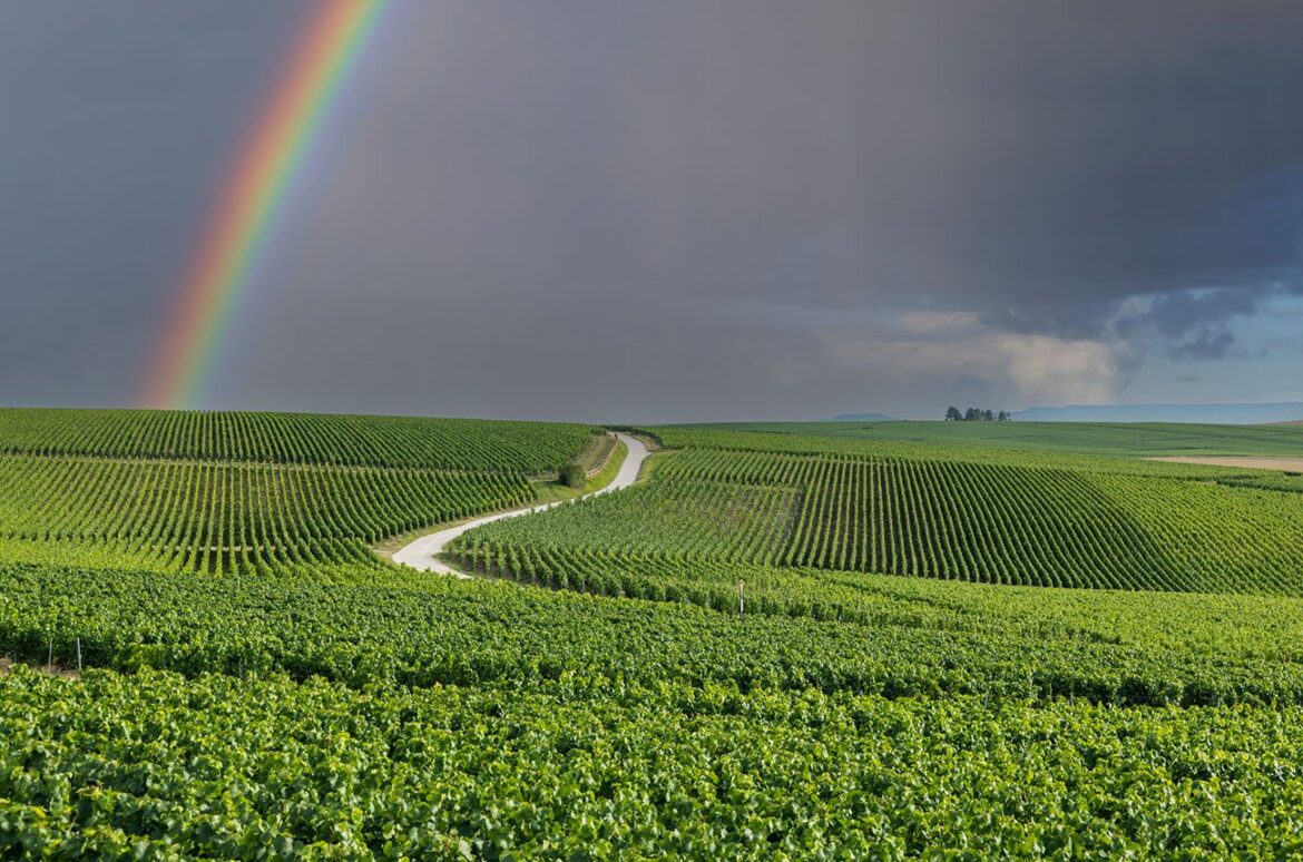 french vineyards, rainbow