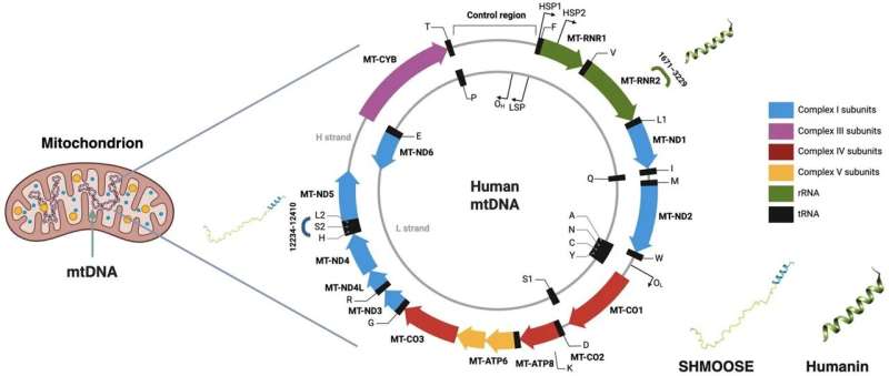 Mediterranean diet may boost mitochondrial signals linked to heart and brain health
