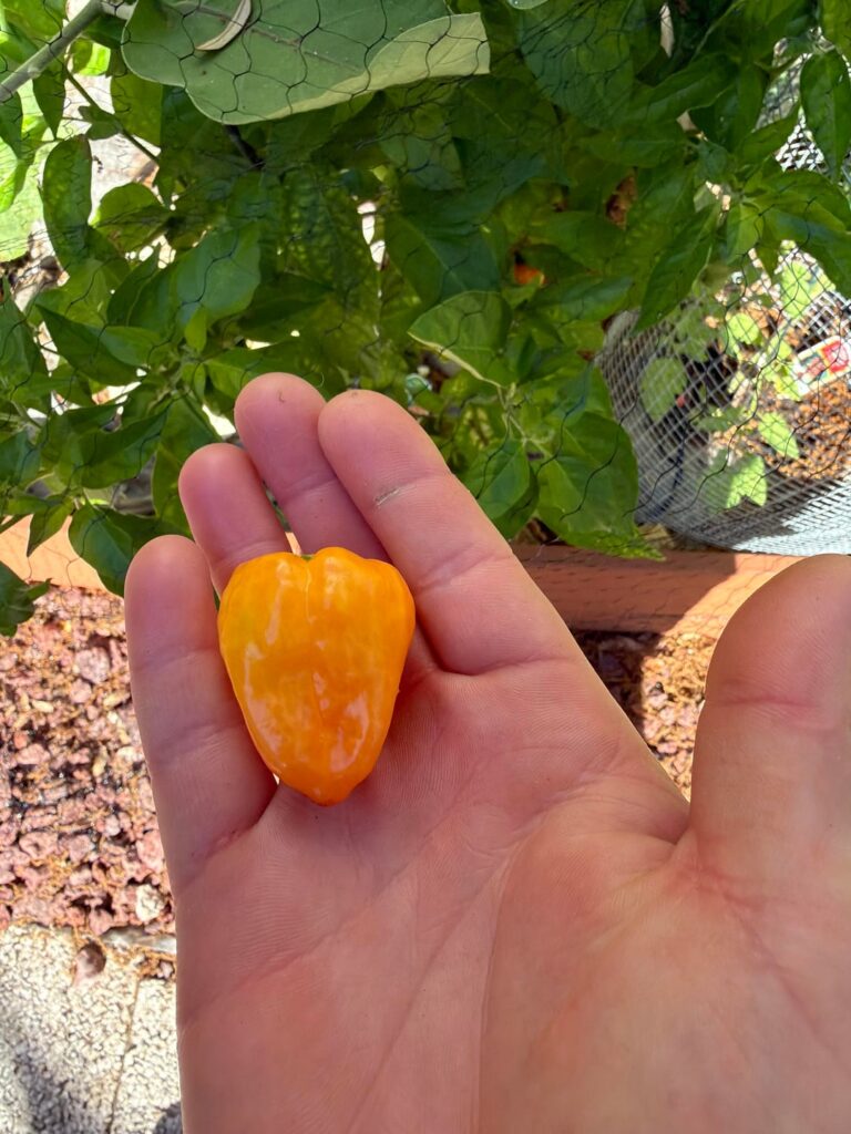 First ripe habanero