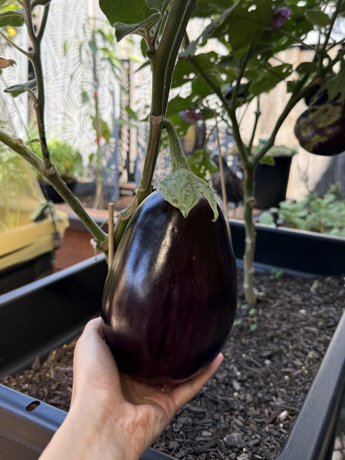First time growing eggplant- When is the best time to harvest?