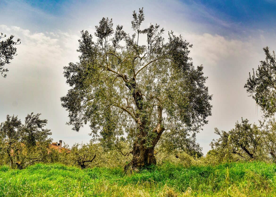 Europe’s olive grove crisis affects nature & culture, but has solutions Europe’s olive grove crisis affects nature & culture, but has solutions
