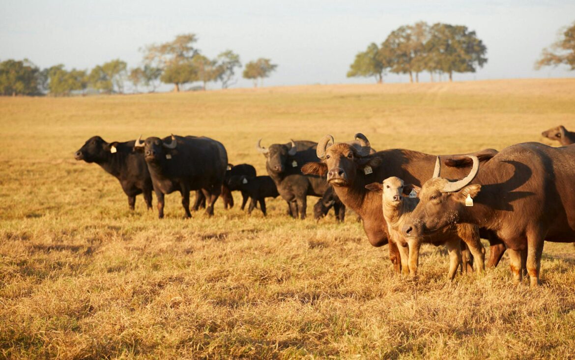 Traditional Italian Gelato Has Arrived in Blanco, With One Crucial Ingredient – Texas Monthly