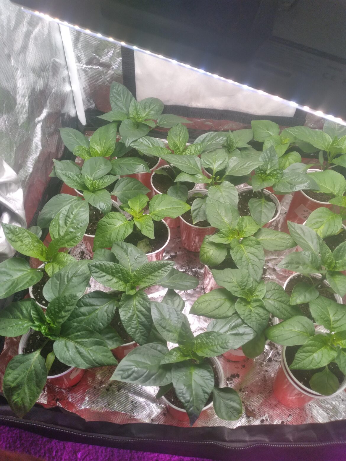 My pepper plants are flowering