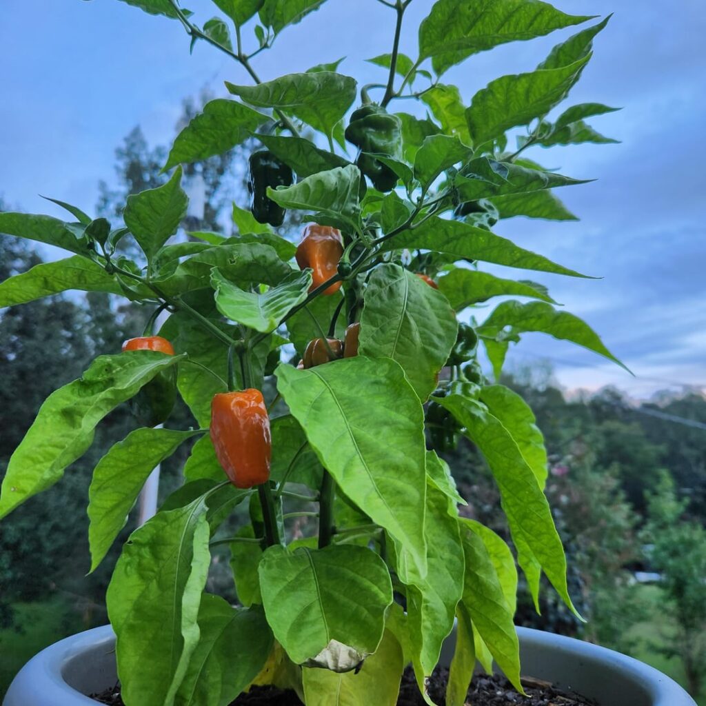 I totally forgot, my last post was a lie... I forgot I grew habanero from seed. Good grow?