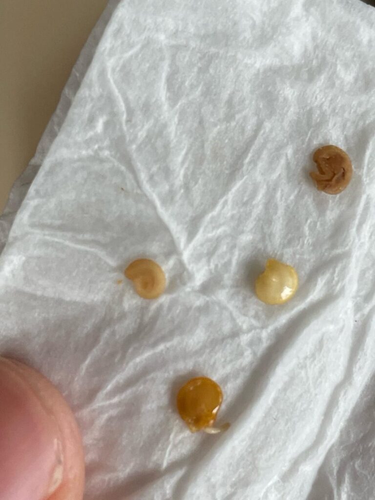 Something Interesting: Seed Germination out of MCDonalds Sauce