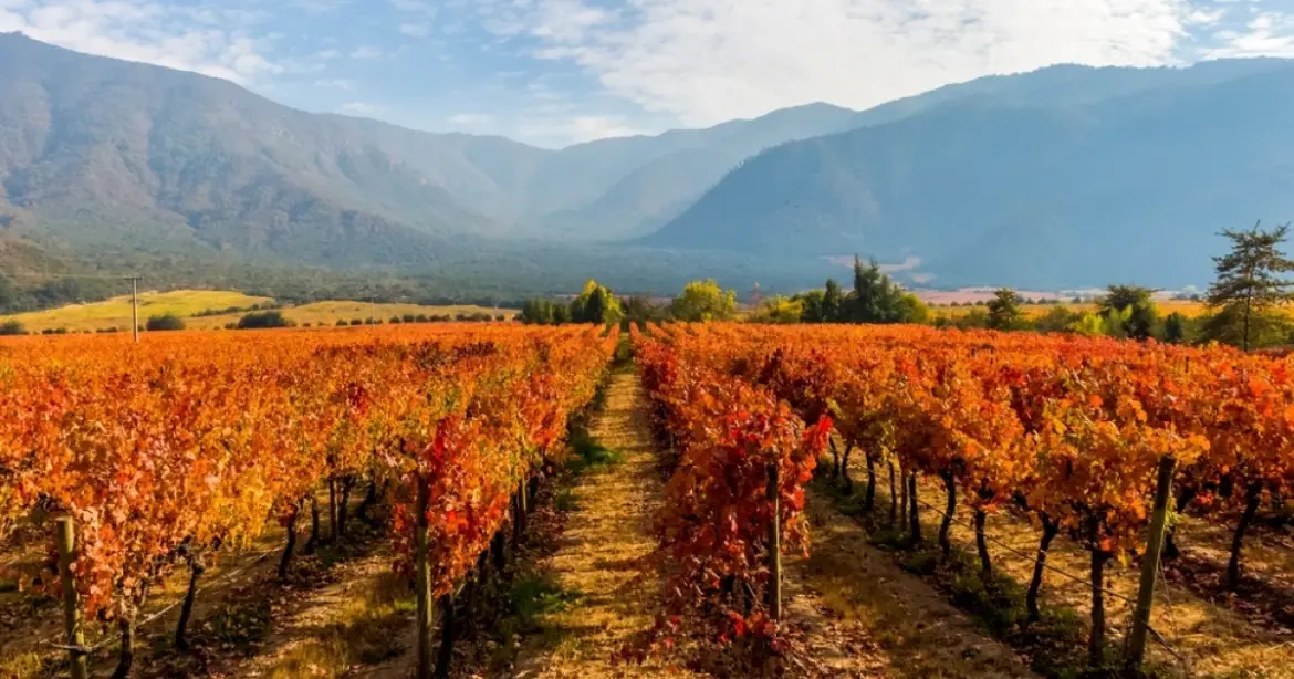 Chile's 8 Best Vineyards And Wine Tours