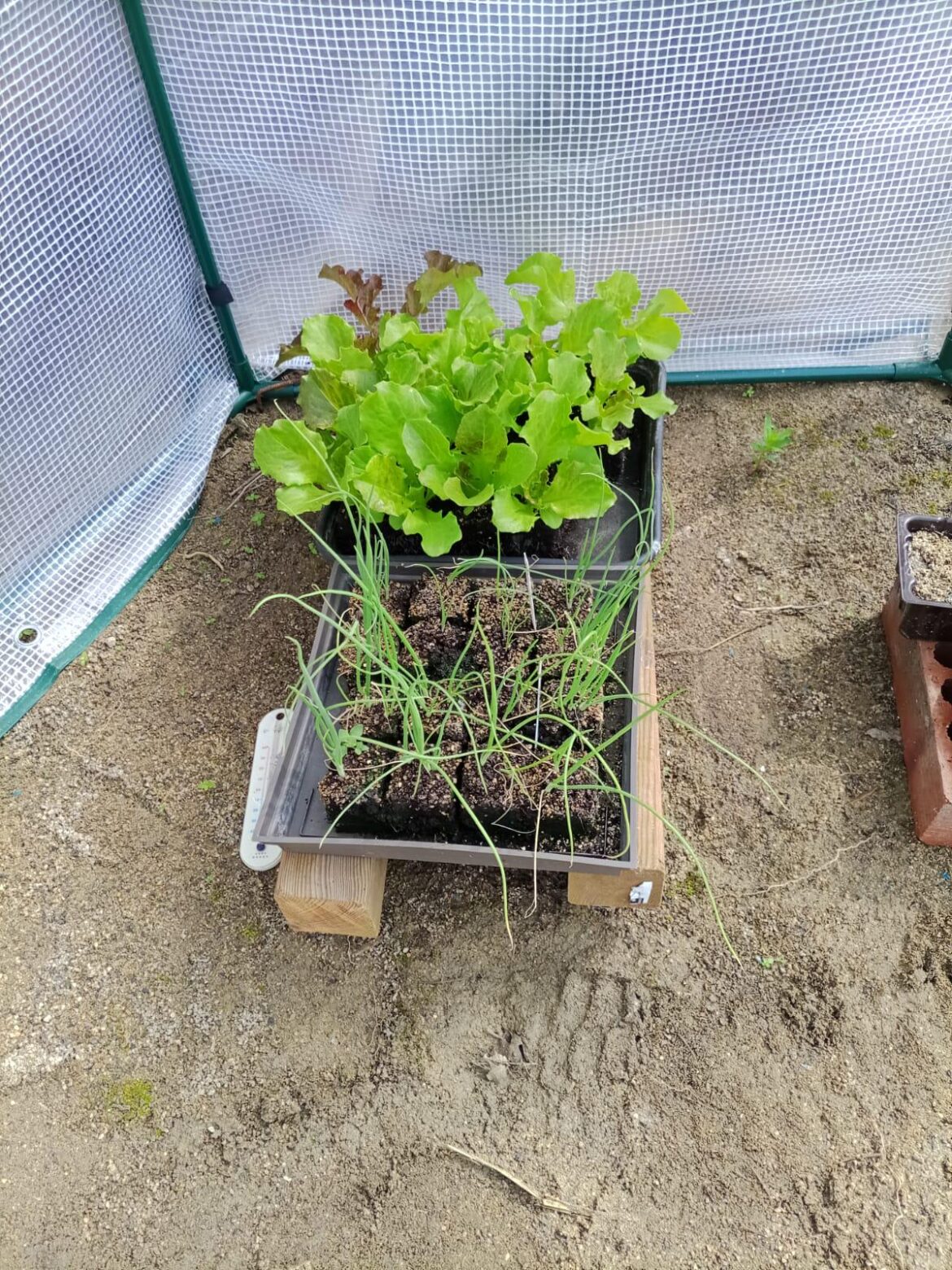 I think my offerings to the slugs are just about ready to go in the ground