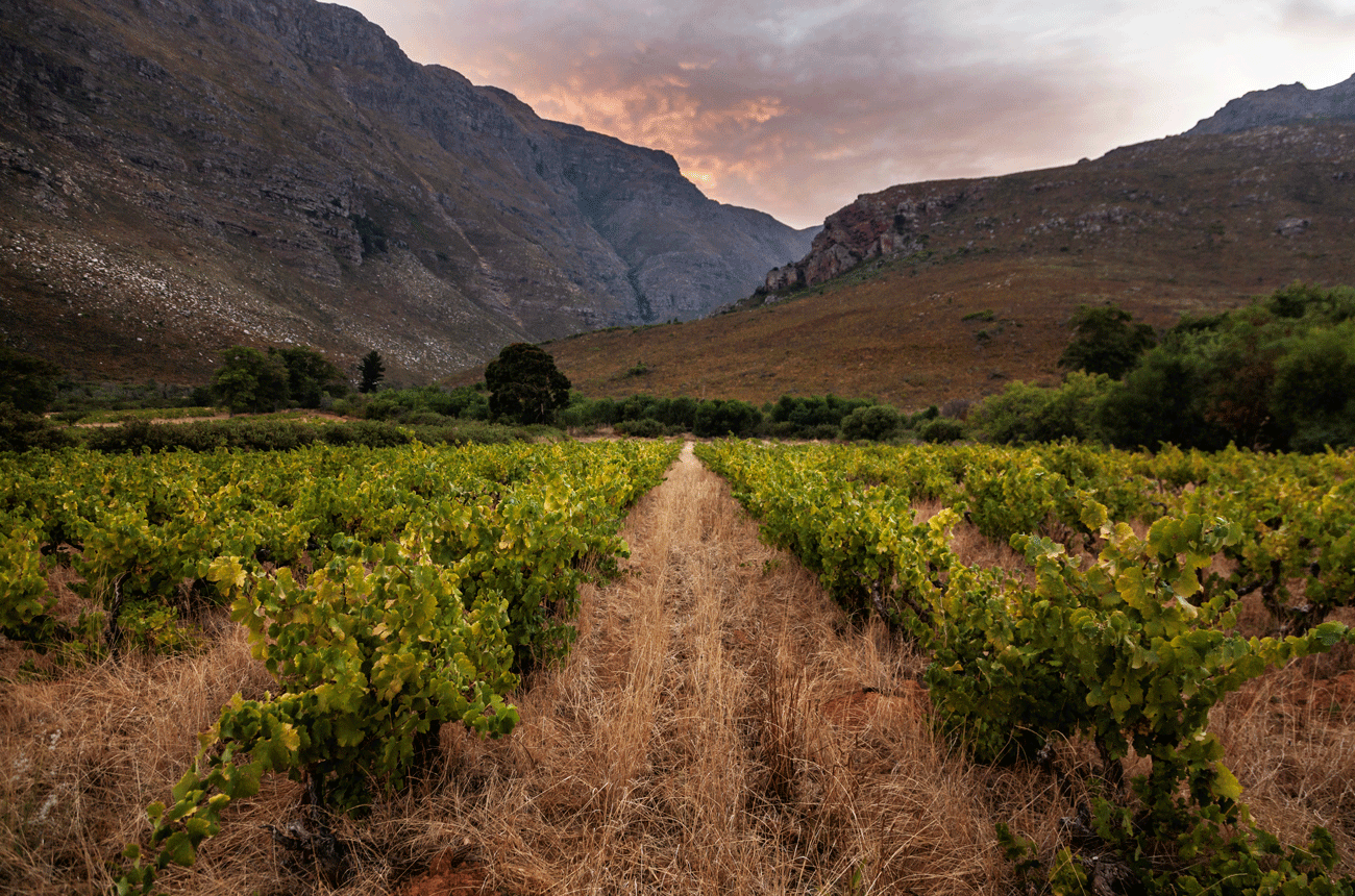 Roodekrantz Donkermaan Chenin Blanc vineyard