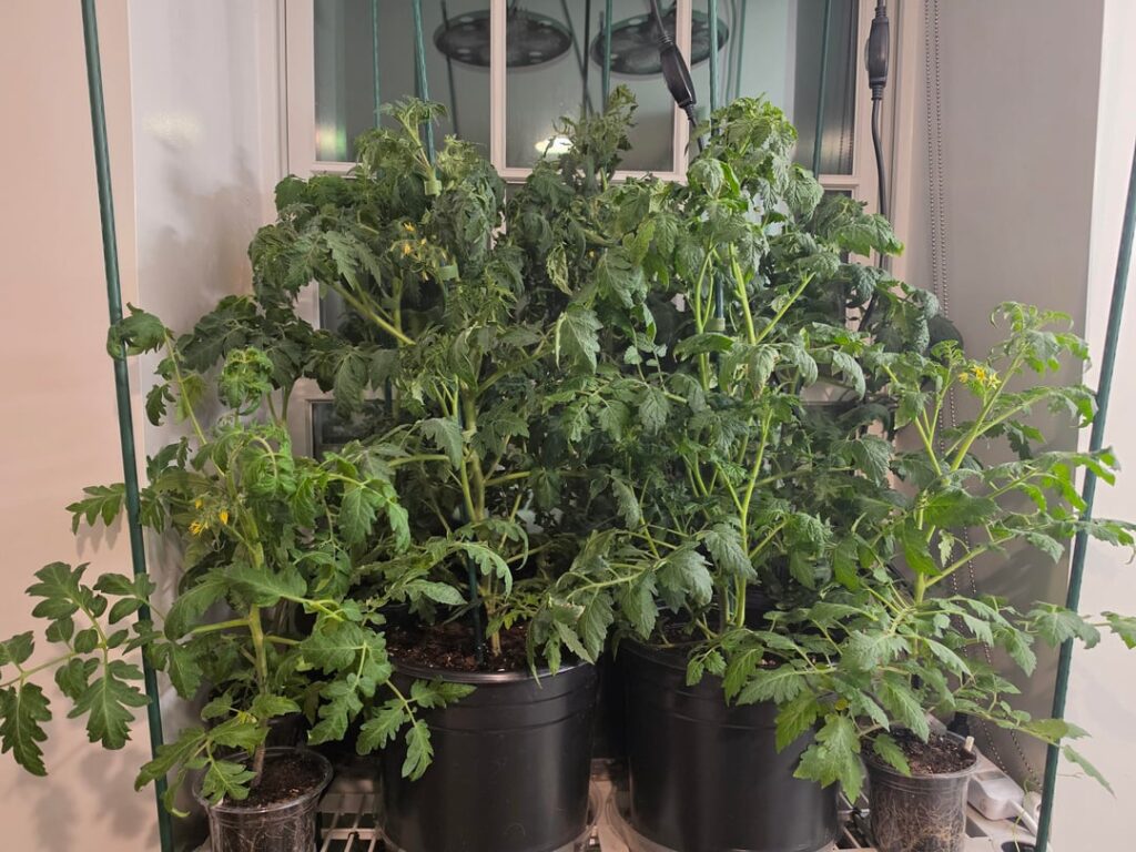Indoor tomato experiment is going well :)