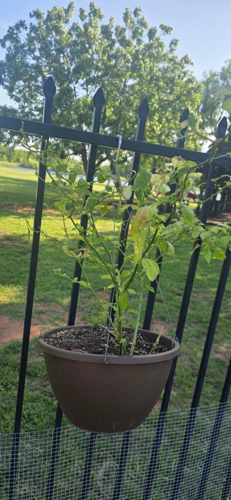 My habs look funky...