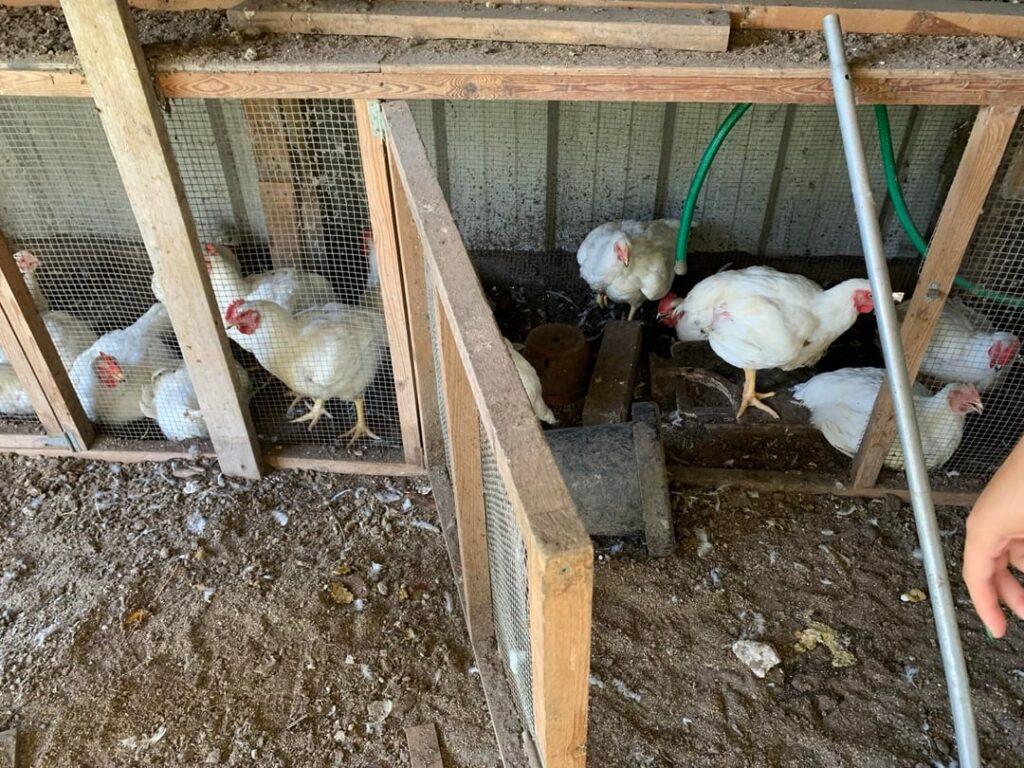 Farm Fresh organic chickens.