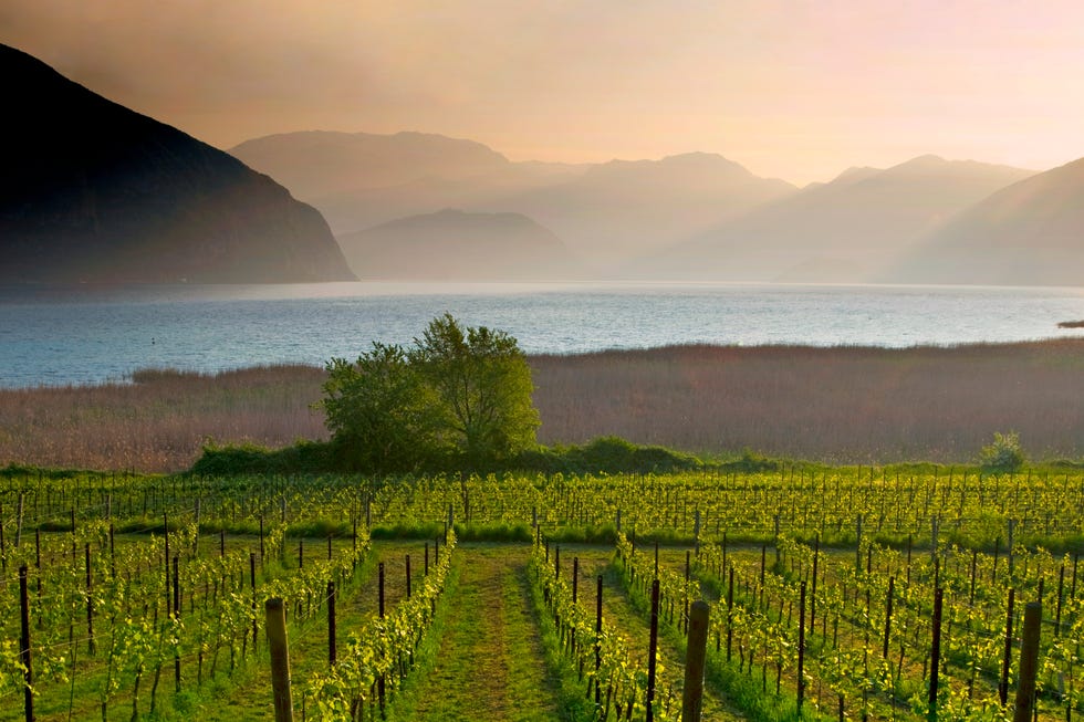 vineyards and iseo lake