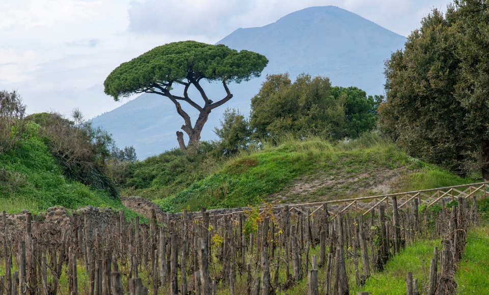 Rediscovering the Quality Wines of Campania A vineyard near the Vesuvius in Campania