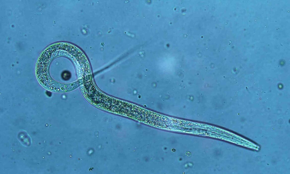 Vitamin B12 study shows diet can shape inheritance