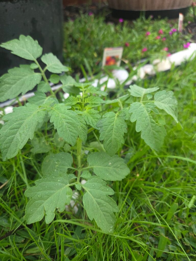Looks like a volunteer tomatoes, but package said it was grass 🤔