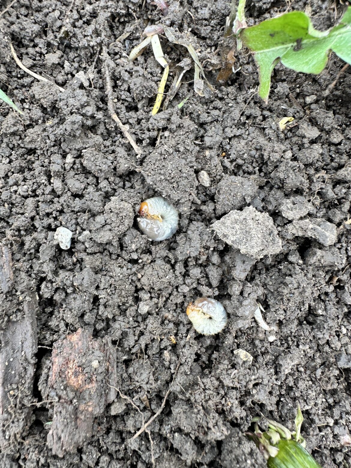 Removed sod to expand my garden, found these guys inside. Friend or foe?