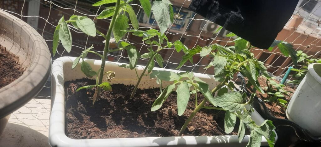 Tomatos update