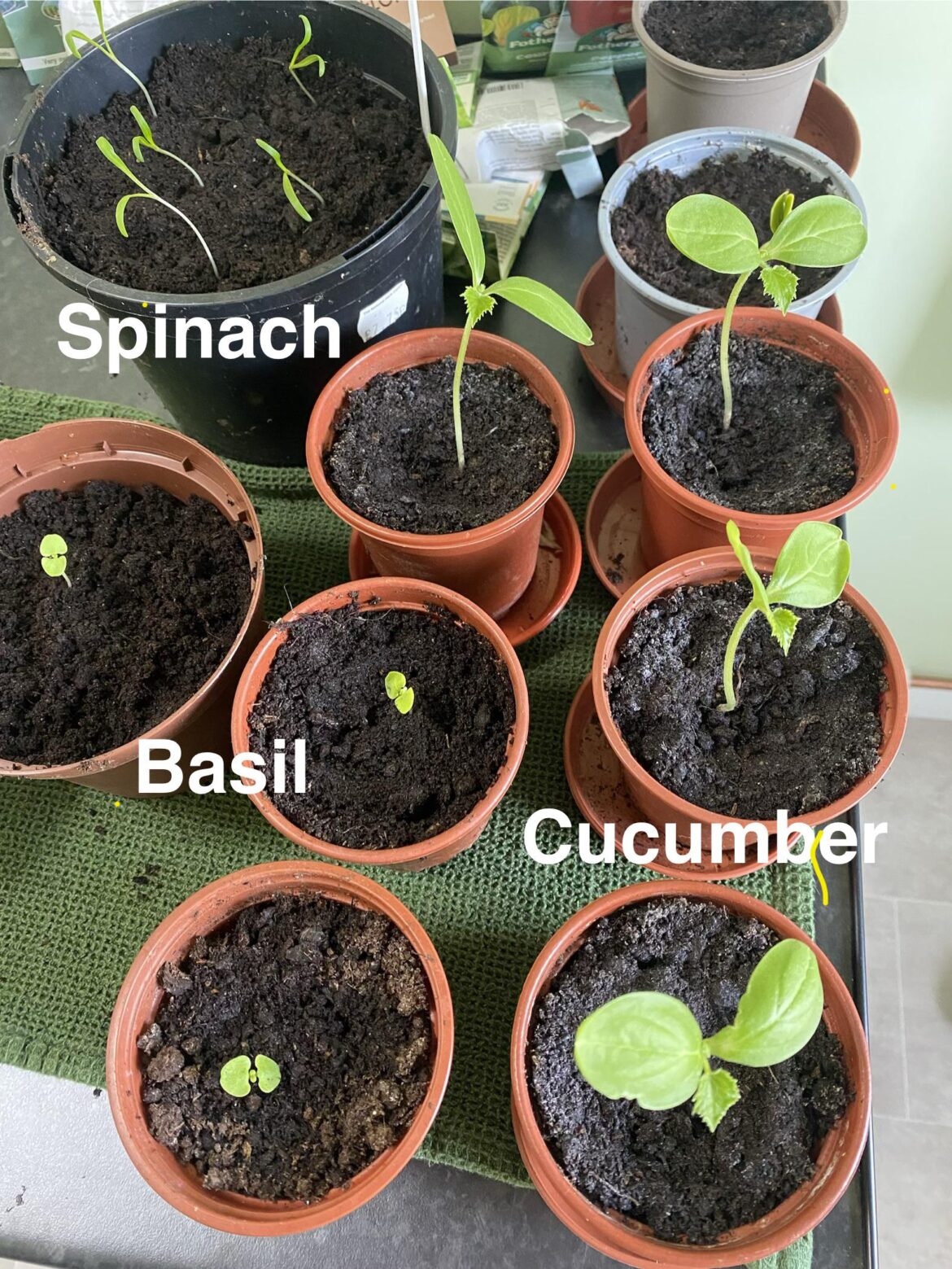 My first attempts at growing as a novice gardener