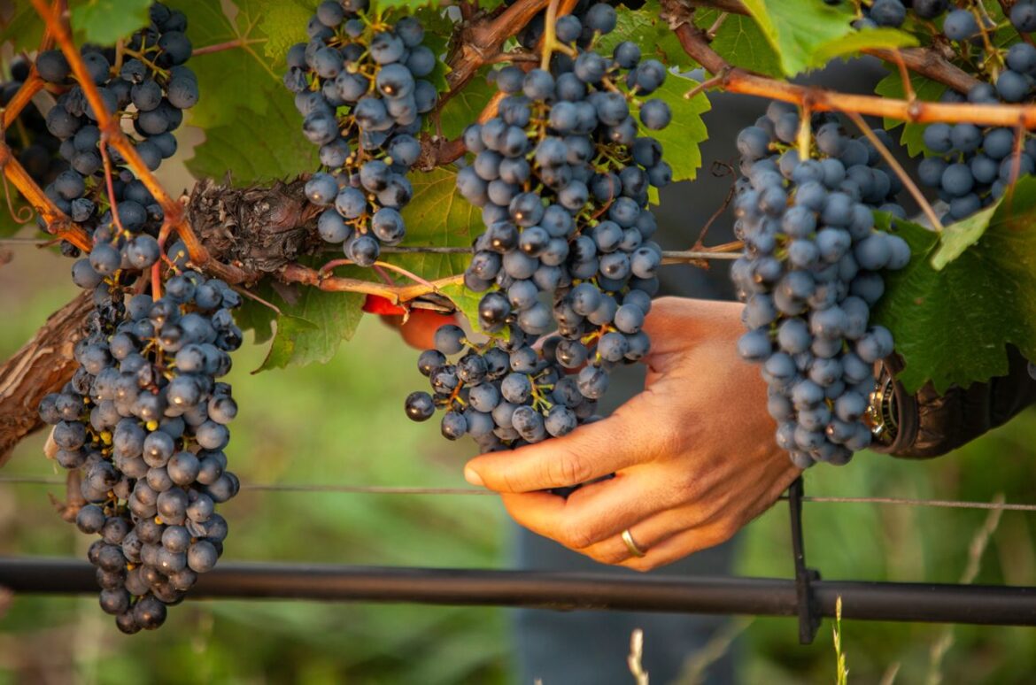 A hand holds a bunch of Malbec grapes in a vineyard