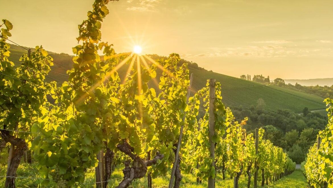 Napa Valley Cabernet Wine Site Chosen By Members Of The U.S. ‘Royal’ Wine Family Napa Valley Cabernet Wine Site Chosen By Members Of The U.S. ‘Royal’ Wine Family