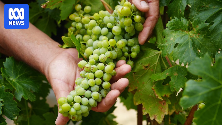 Ancient white wine variety reducing water bills and instilling hope for struggling Australian industry Ancient white wine variety reducing water bills and instilling hope for struggling Australian industry
