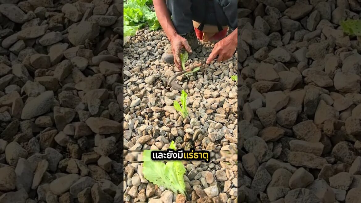 เทคนิคปลูกผักในซอกหิน