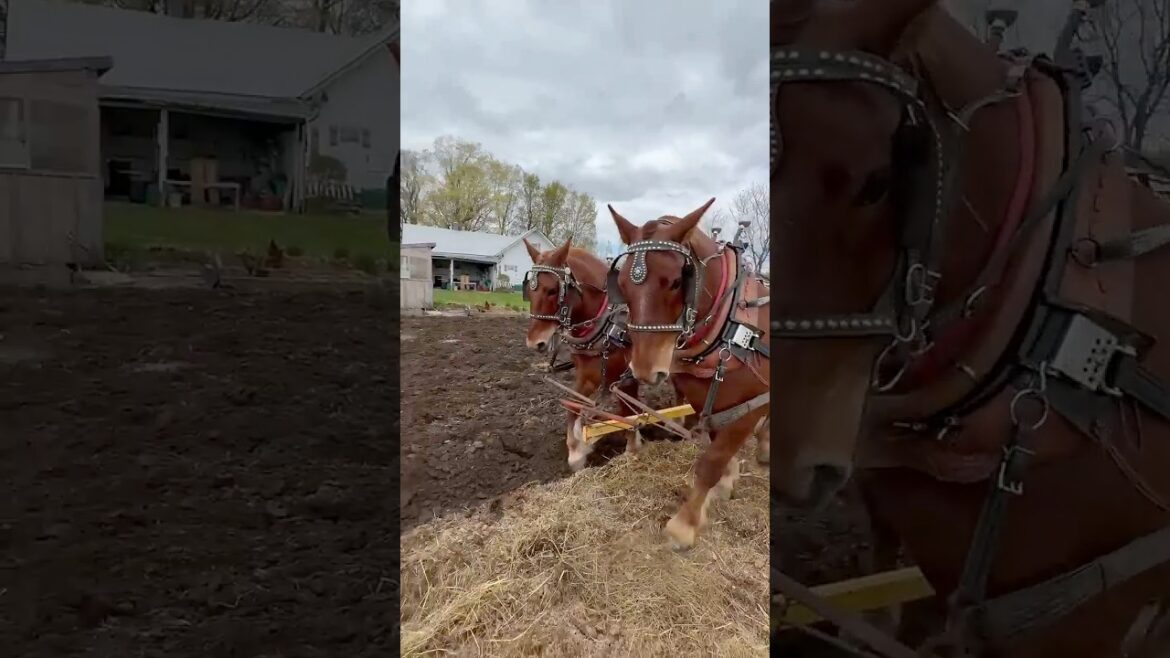 DRAFT HORSES Plowing the Vegetable Garden!
