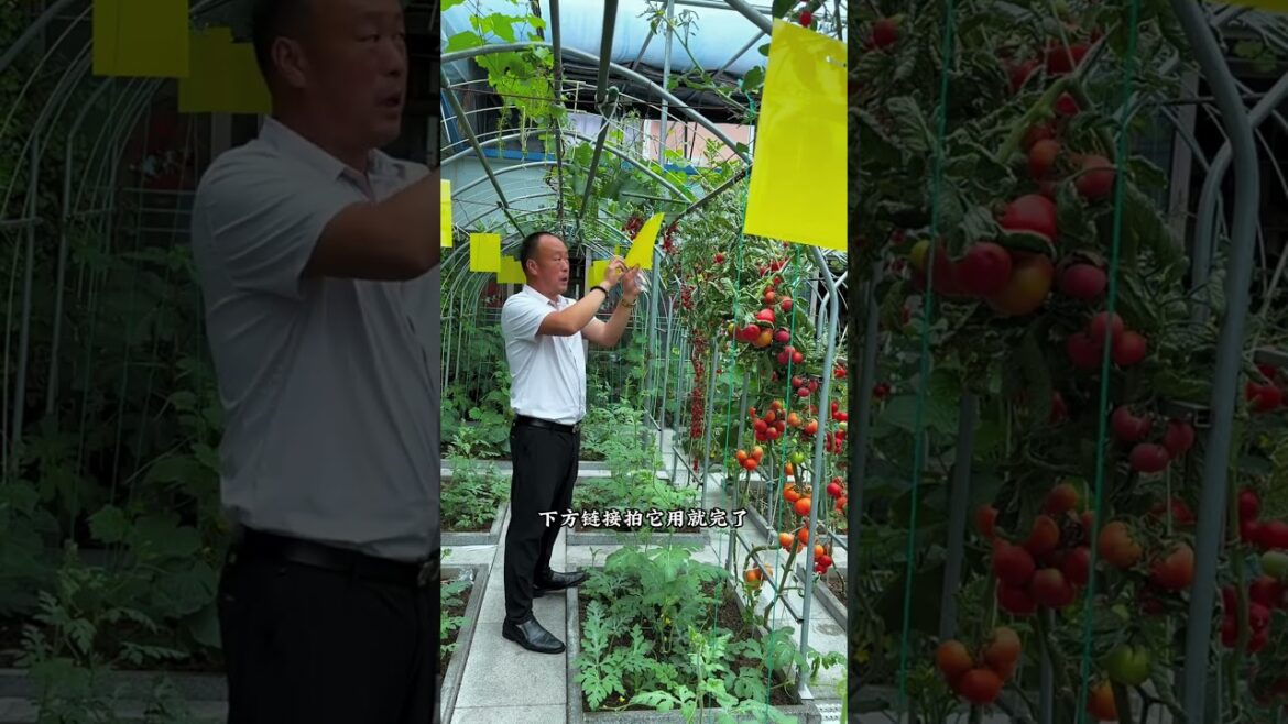 Hang sticky insect traps in your vegetable garden to reduce pests and