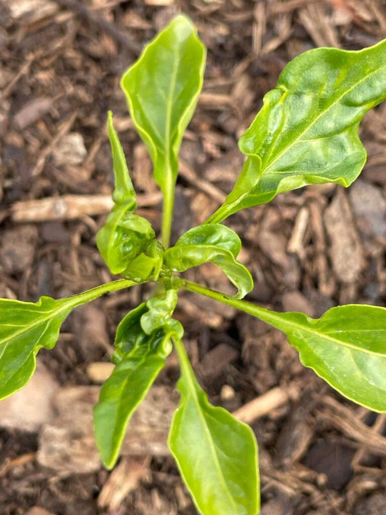 Hooked leaves? Hooked leaves?