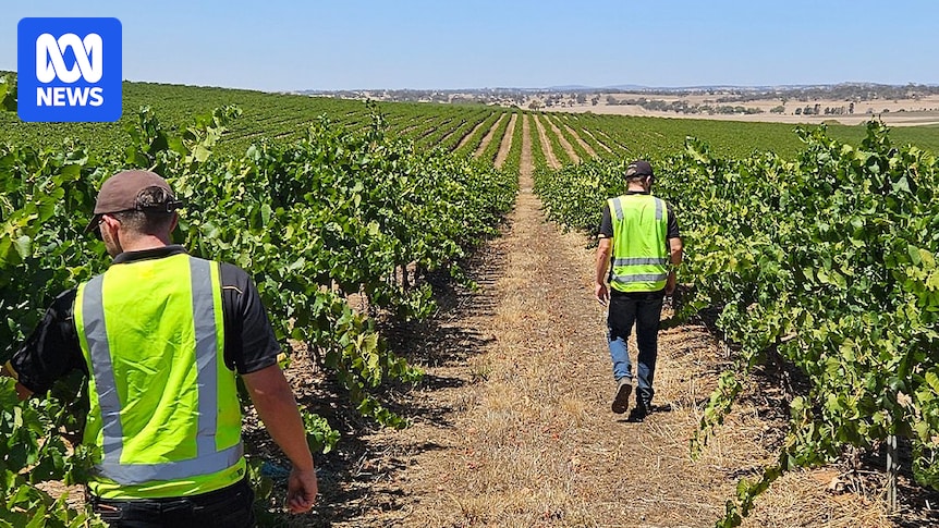 Taylors Wines considers moving SA business overseas if tax changes go through Taylors Wines considers moving SA business overseas if tax changes go through