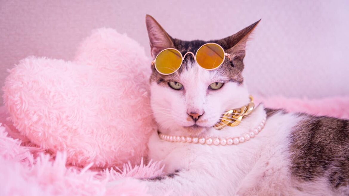 These Cats Dining in Paris Might Be the Fanciest Pets on the Planet These Cats Dining in Paris Might Be the Fanciest Pets on the Planet