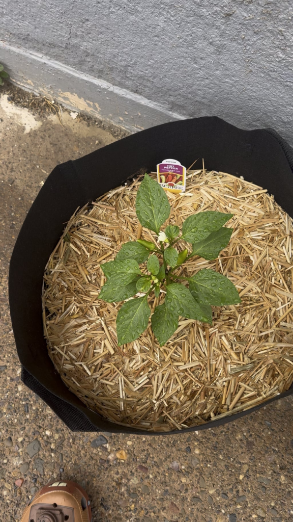 This is my first year growing vegetables