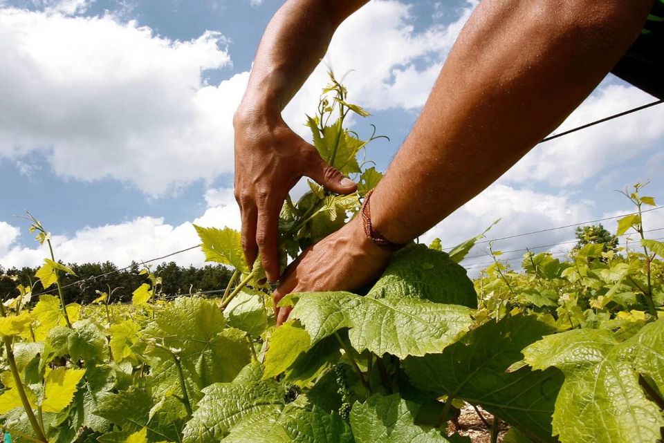 Italian Wine, Wine Monitor: Emerging Markets Growing Italian Wine, Wine Monitor: Emerging Markets Growing in Eastern Europe, Asia, and Latin America