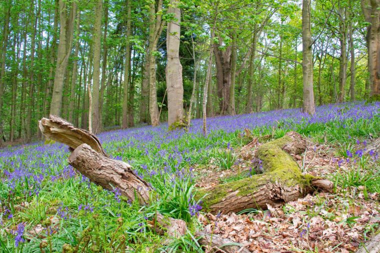 Bluebells can be spotted in Cannock Chase in spring (Photo: GuruJosh/Getty/iStockphoto)