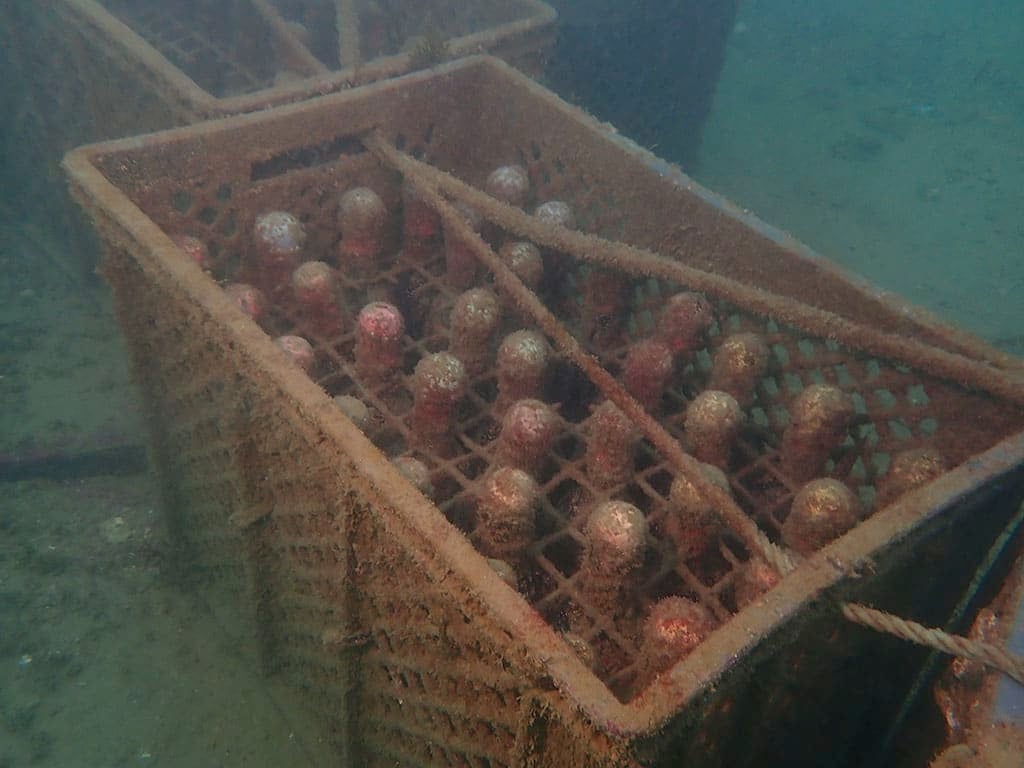 Submerged wine bottles - Photo Adega do Mar