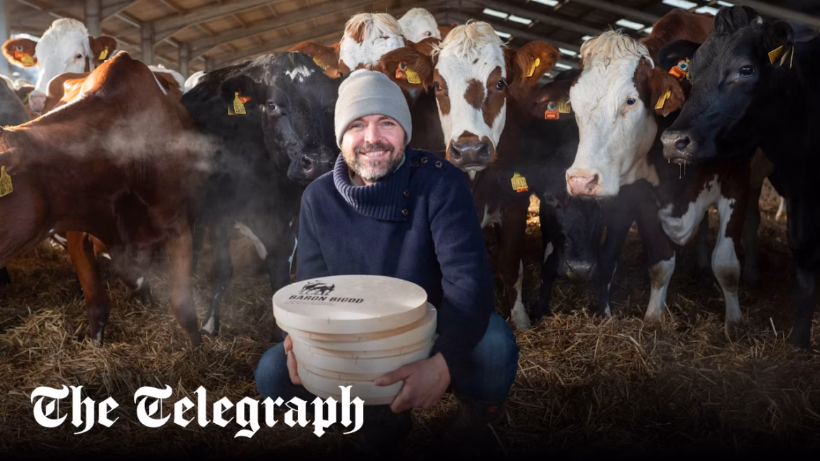 British brie boom as French cows struck by lumpy skin disease