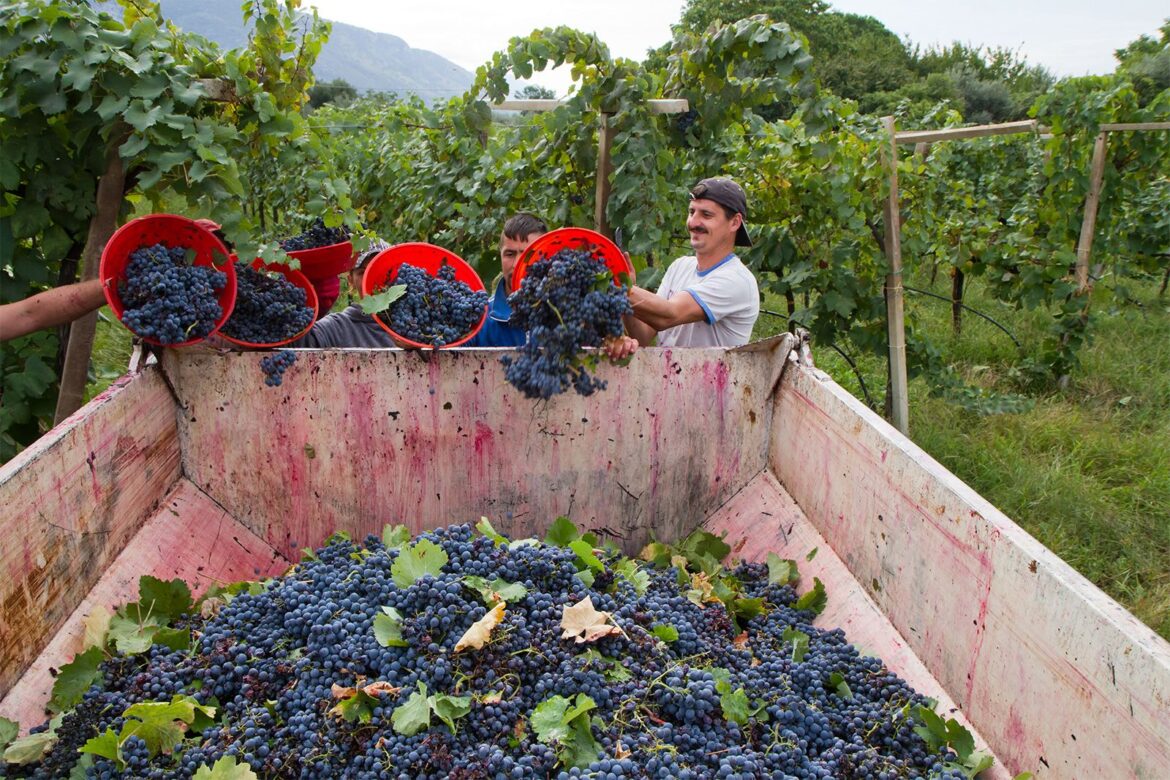 Wine – Grapes, Varieties, Types Wine - Grapes, Varieties, Types